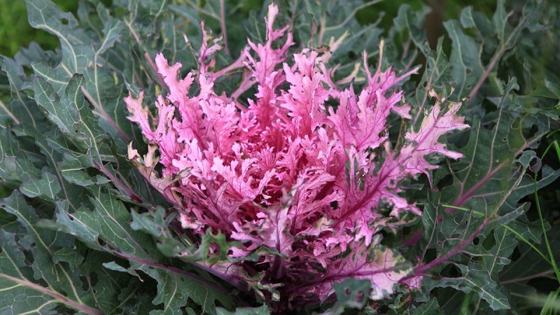 Ornamental cabbage: cultural features, description of varieties with names and photos