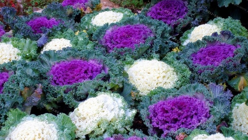 Ornamental cabbage: cultural features, description of varieties with names and photos
