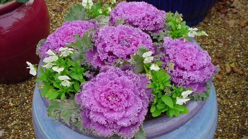 Ornamental cabbage: cultural features, description of varieties with names and photos
