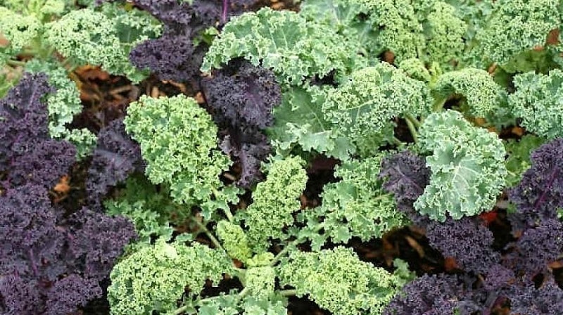 Ornamental cabbage: cultural features, description of varieties with names and photos