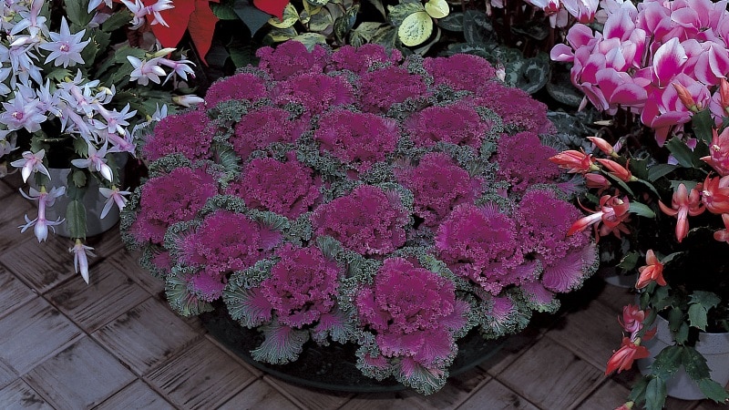 Ornamental cabbage: cultural features, description of varieties with names and photos
