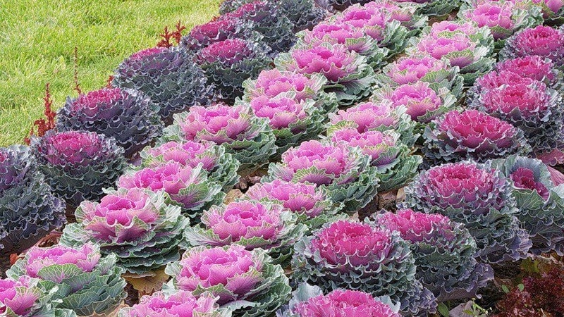 Ornamental cabbage: cultural features, description of varieties with names and photos