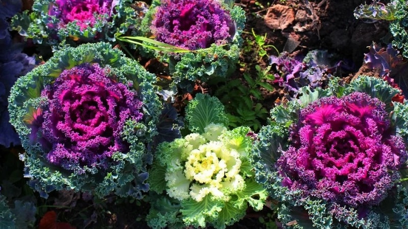Ornamental cabbage: cultural features, description of varieties with names and photos
