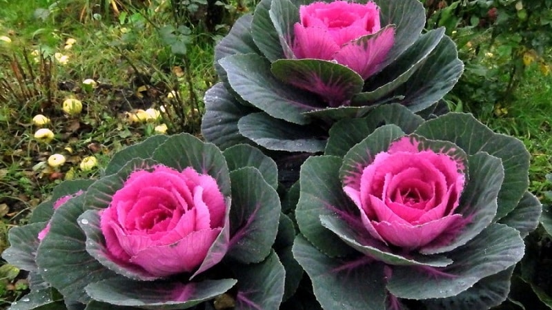 Ornamental cabbage: cultural features, description of varieties with names and photos