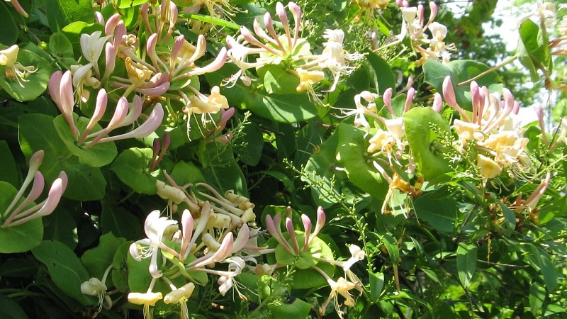 Decorative variety of honeysuckle Honeysuckle