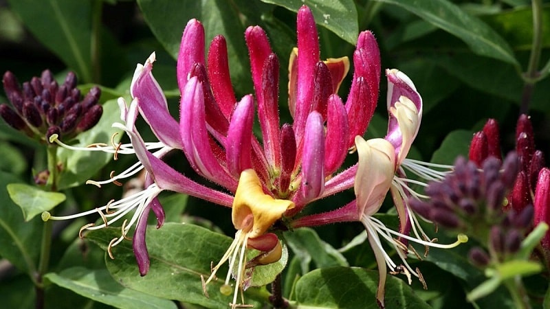 Decorative variety of honeysuckle Honeysuckle