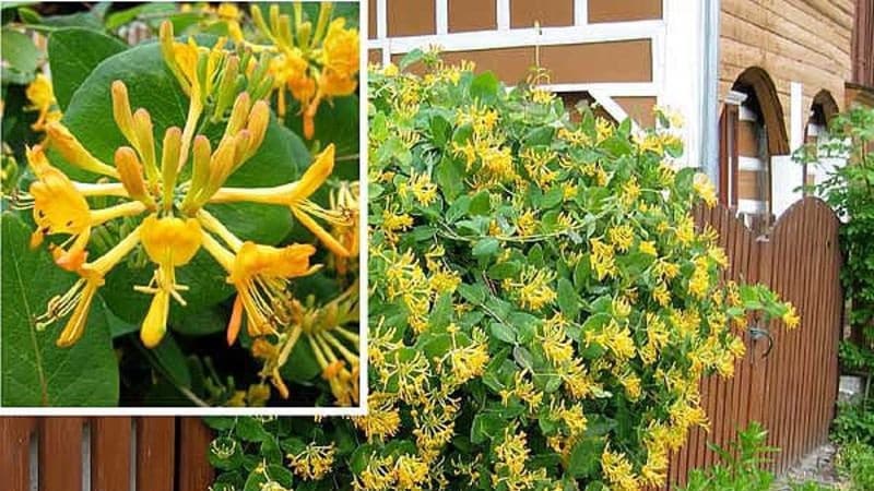 Decorative variety of honeysuckle Honeysuckle