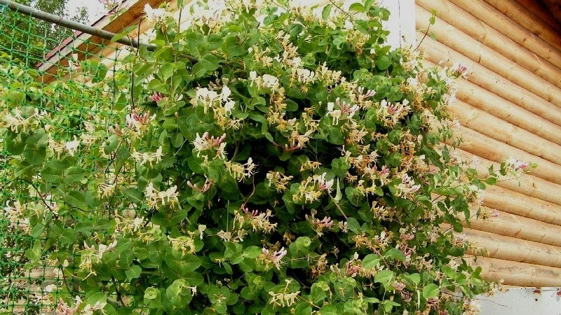 What does inedible honeysuckle look like and how to distinguish it from edible one?
