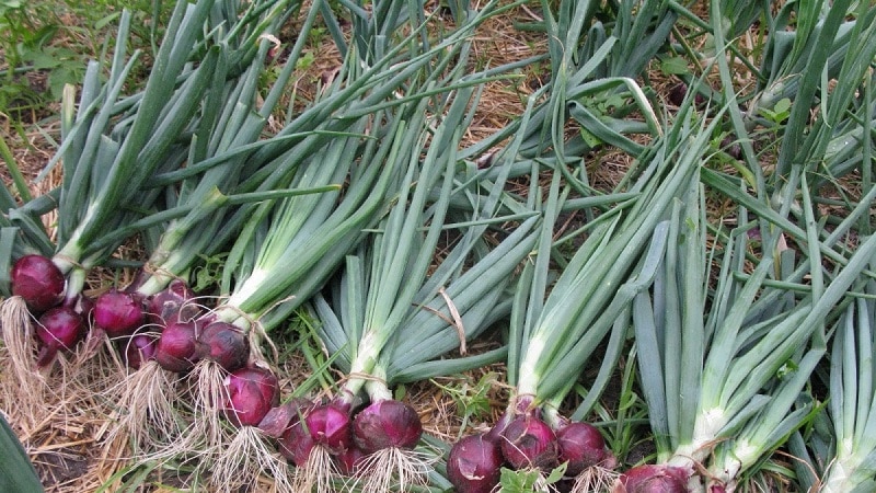 Sweet, spicy and moderately spicy purple onions and their varieties