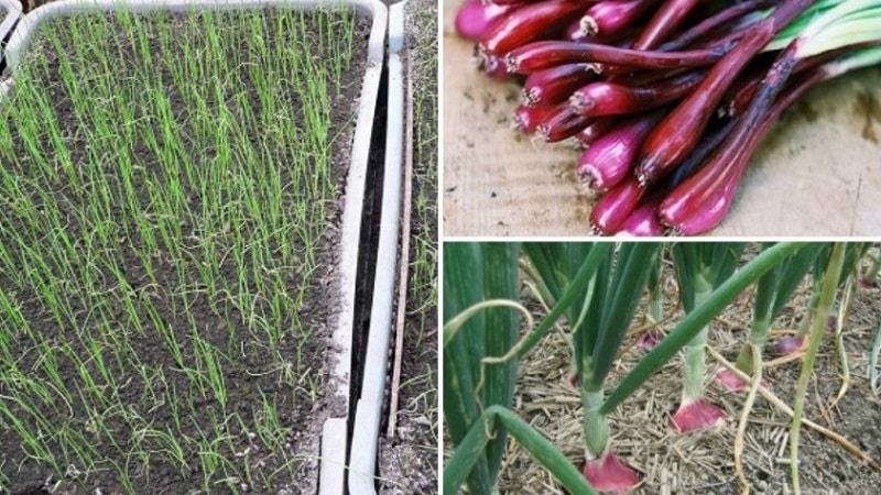 Sweet, spicy and moderately spicy purple onions and their varieties