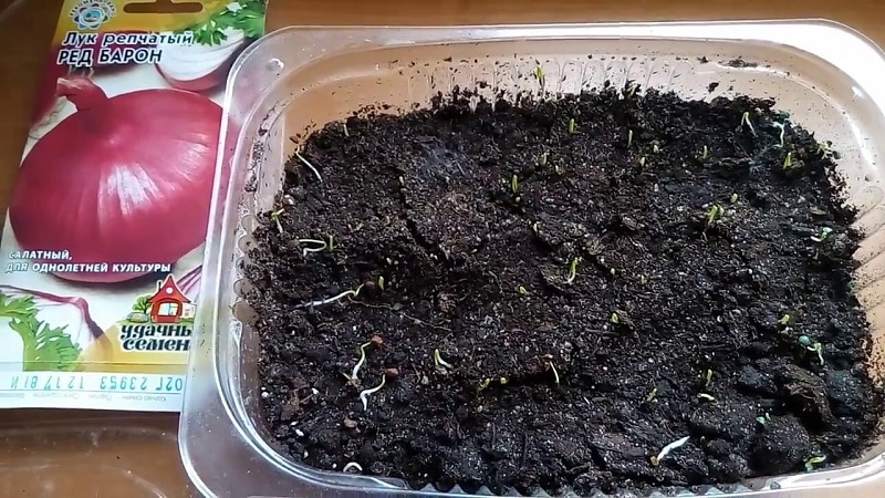 Sweet, spicy and moderately spicy purple onions and their varieties