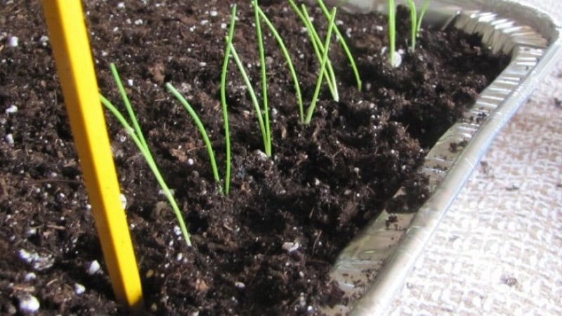 Sweet, spicy and moderately spicy purple onions and their varieties