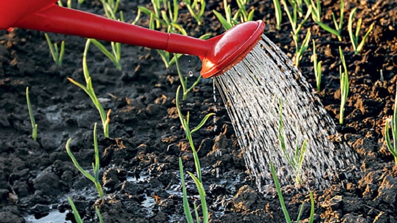 We choose fertilizer for onions in the spring and apply it correctly to get a rich harvest