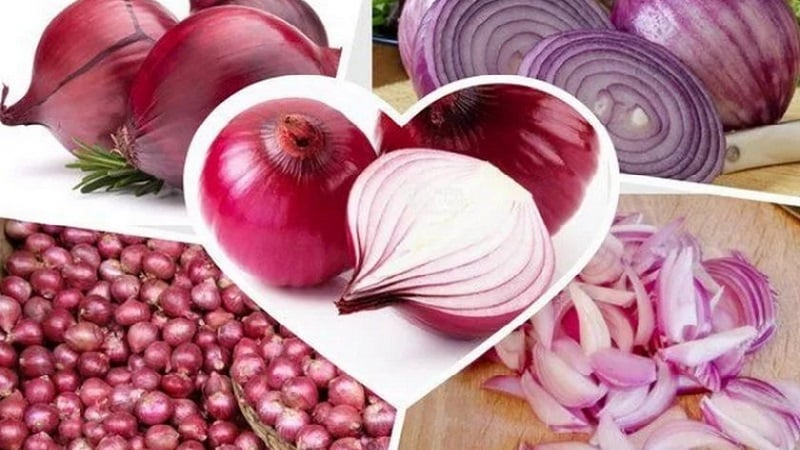 Sweet, spicy and moderately spicy purple onions and their varieties