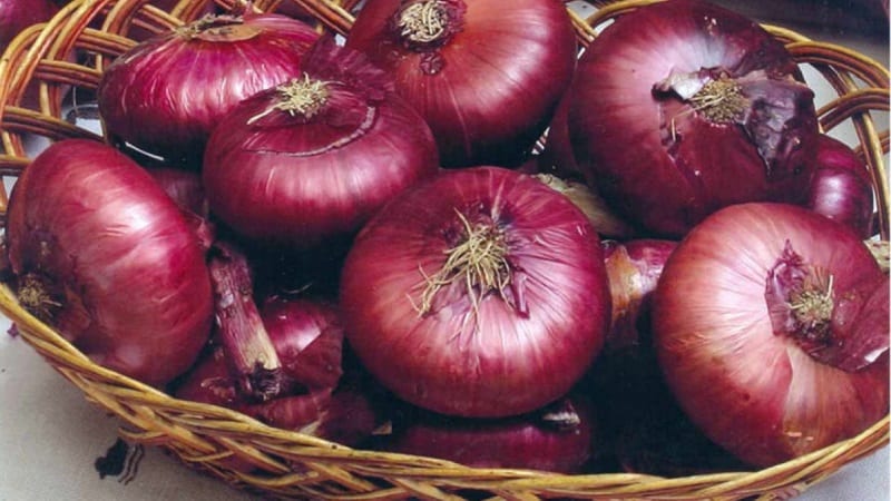 Sweet, spicy and moderately spicy purple onions and their varieties