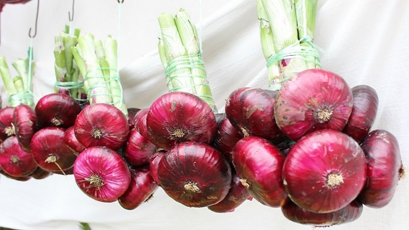 Sweet, spicy and moderately spicy purple onions and their varieties