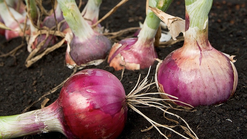 Sweet, spicy and moderately spicy purple onions and their varieties