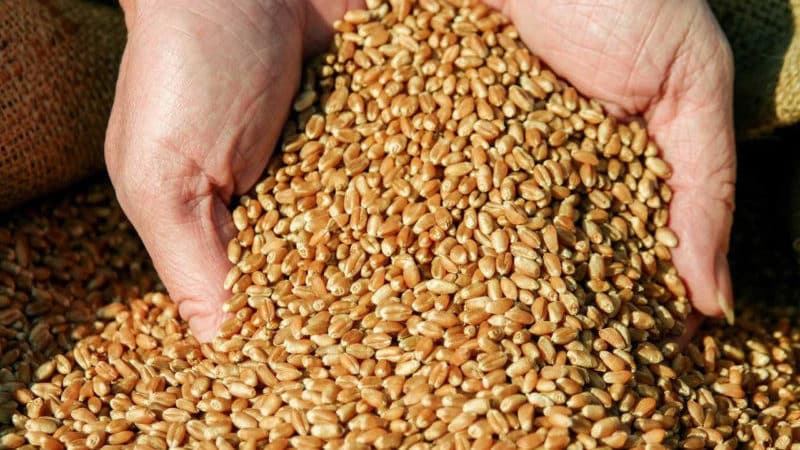 What is feed wheat and where is it used?