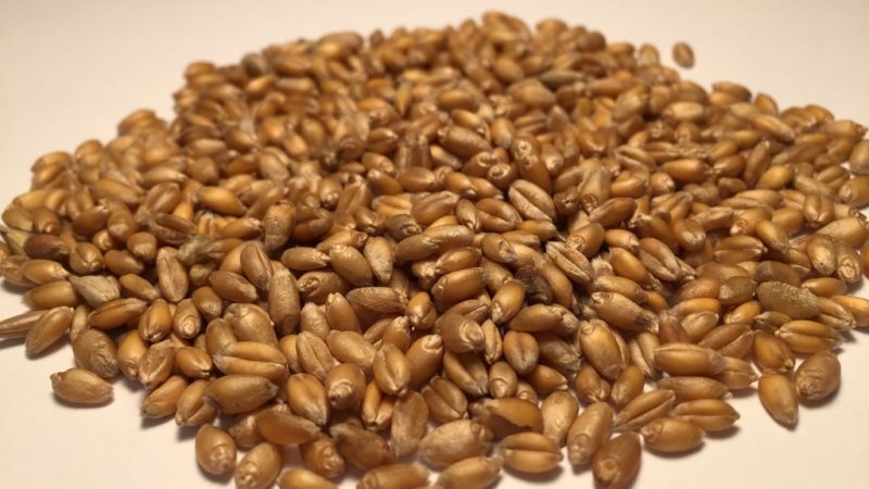 What is feed wheat and where is it used?