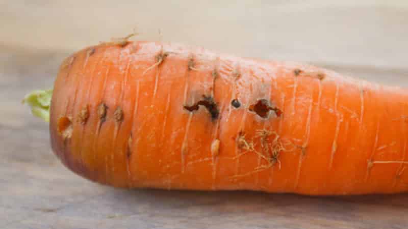 What to do if carrots rot during storage and why this happens