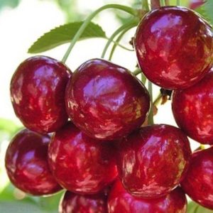 Review of the best winter-hardy cherry varieties and criteria for their selection