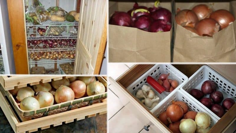 Methods and terms of storing onions after harvesting