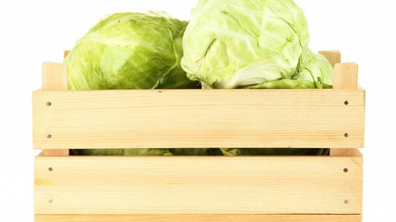 Proven ways to store early cabbage until spring