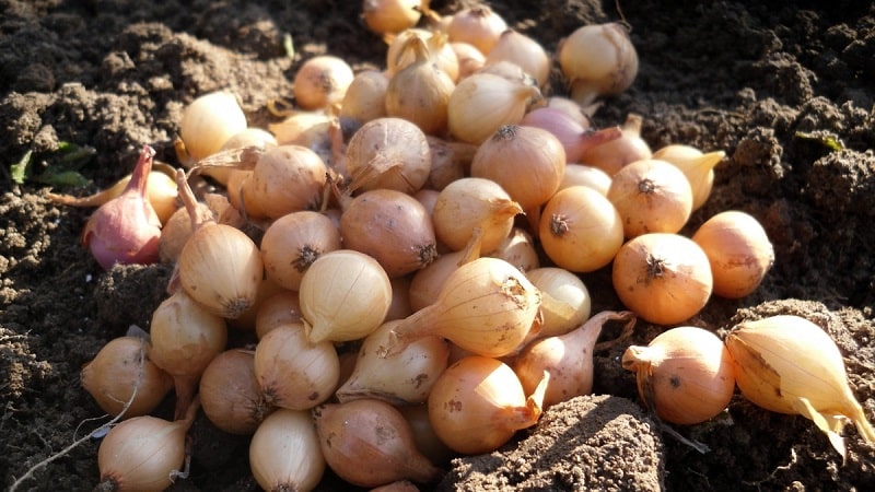 Instructions for choosing a variety and planting Dutch onions for the winter