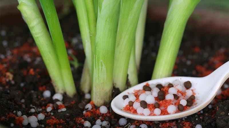 We choose fertilizer for onions in the spring and apply it correctly to get a rich harvest