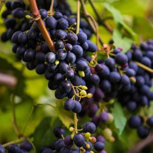 What grape variety is Kindzmarauli wine made from?