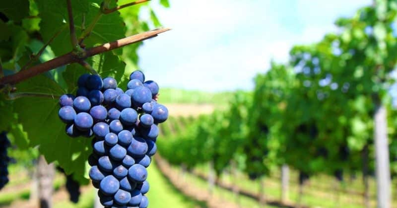 What grape variety is Kindzmarauli wine made from?