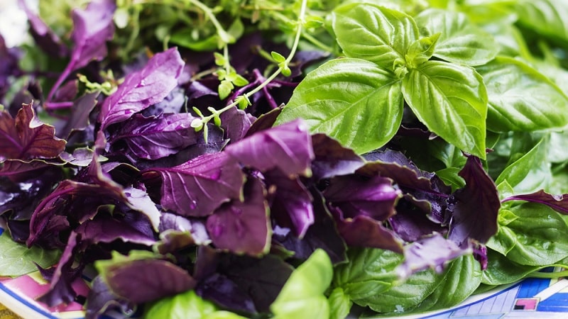 How to prepare and take basil remedies for weight loss