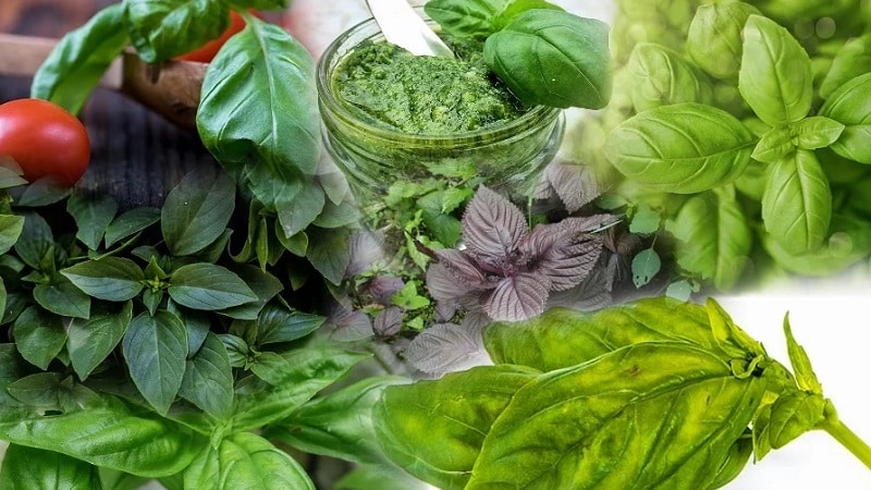 Useful properties and contraindications of basil for women