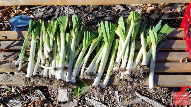 How to properly store leeks after harvesting