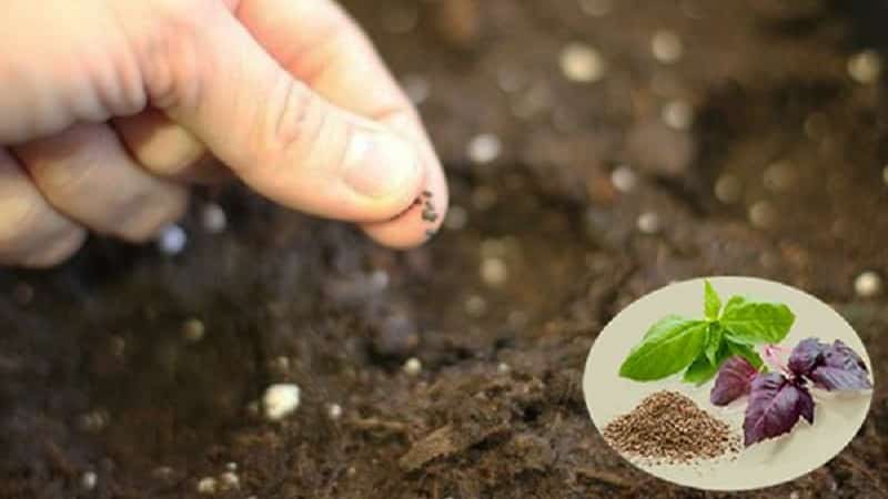 How and when to sow basil for seedlings - terms, conditions and rules