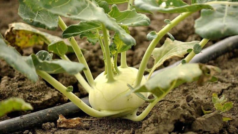 What is the name of cabbage that looks like a turnip?