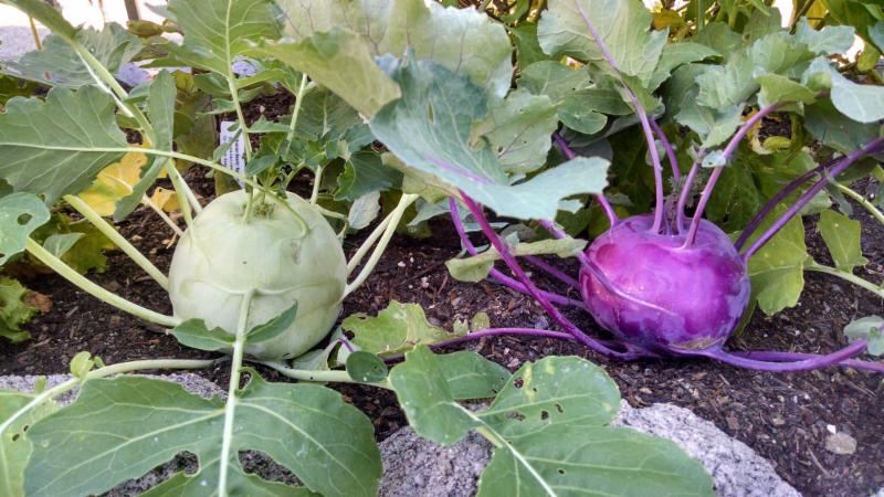 What is the name of cabbage that looks like a turnip?