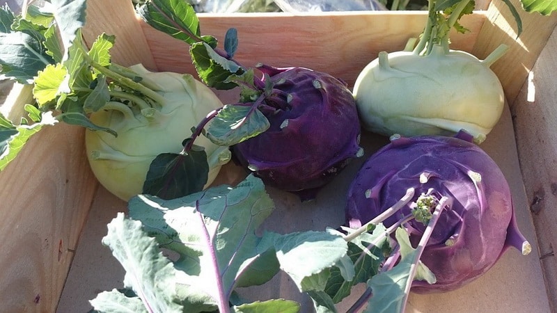 What is the name of cabbage that looks like a turnip?