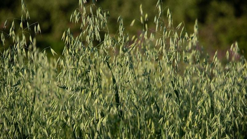 How to prepare oat seeds for sowing, plant them correctly and grow a rich harvest