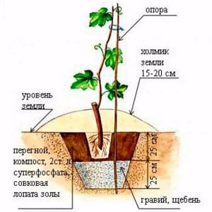 How to plant grapes in the fall using cuttings