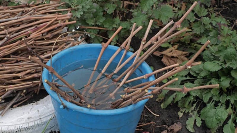 How to plant grapes in the fall using cuttings