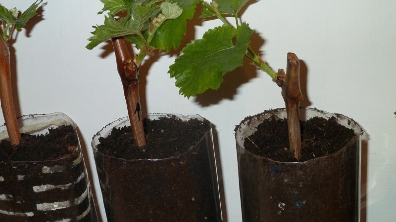 How to plant grapes in the fall using cuttings
