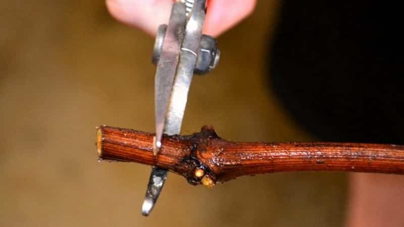 How to plant grapes in the fall using cuttings
