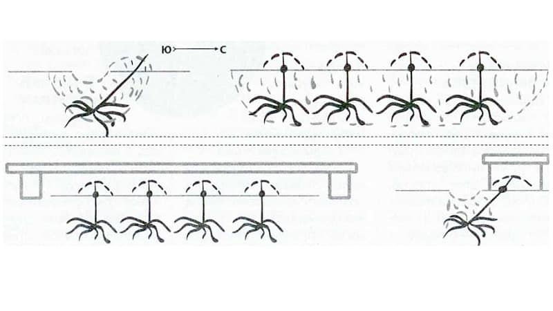 How to plant grapes in the fall using cuttings