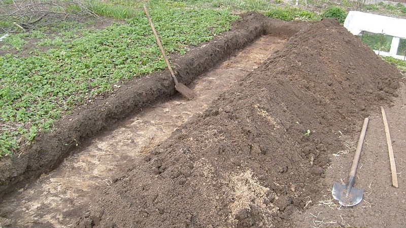 How to plant grapes in the fall using cuttings