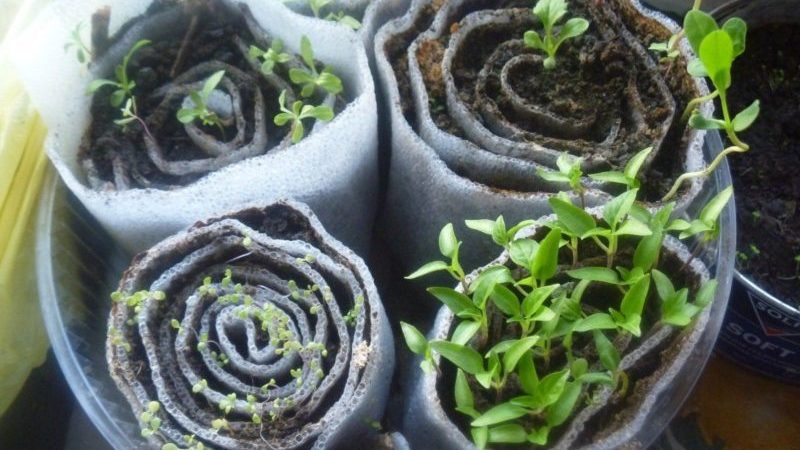 How to properly germinate basil seedlings in a snail