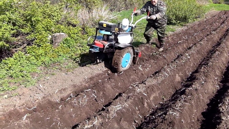 How to plant potatoes correctly, a description of the best ways to sow potatoes