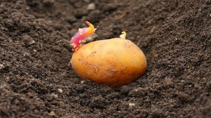 New methods of planting potatoes and care features