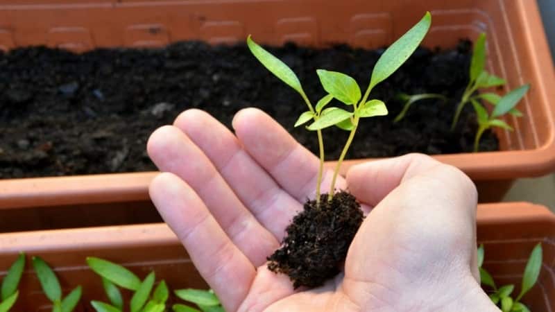 How to pick pepper seedlings: step-by-step guide and useful tips