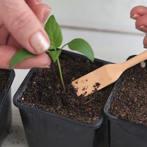 How to pick pepper seedlings: step-by-step guide and useful tips